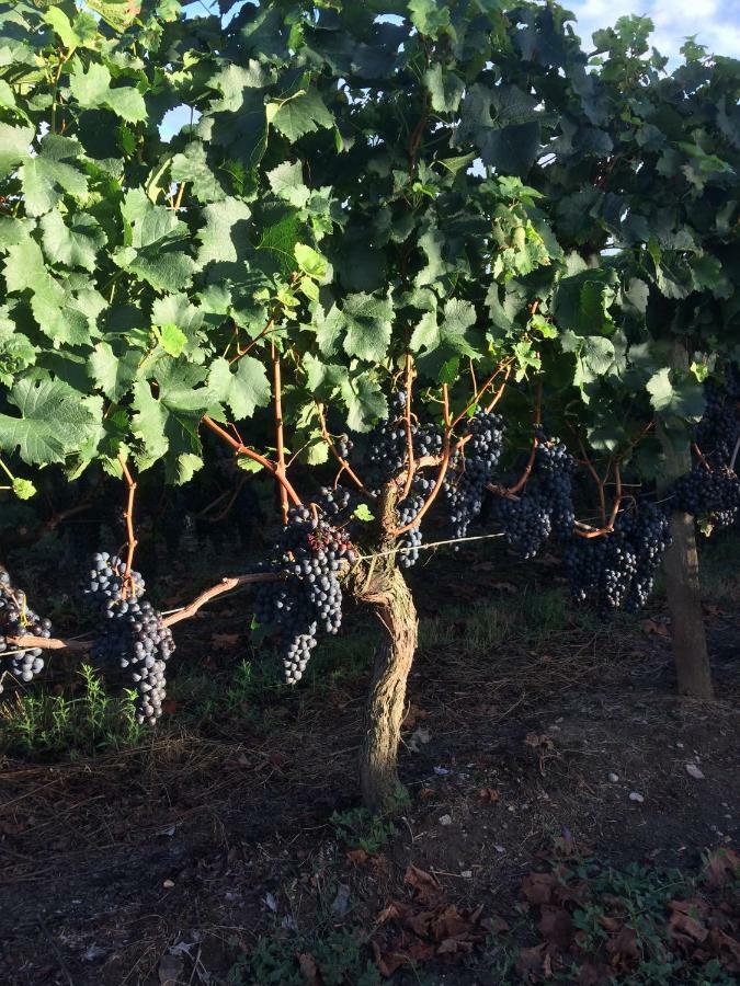 Au Charmant Des Vignes Montagne  Exteriör bild